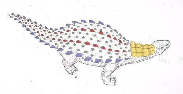 Technical drawing of Dracopelta dinosaur, elevated view
