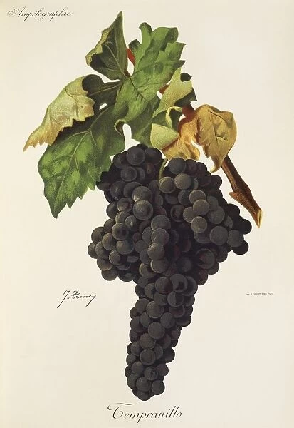 Tempranillo grape, illustration by J. Troncy