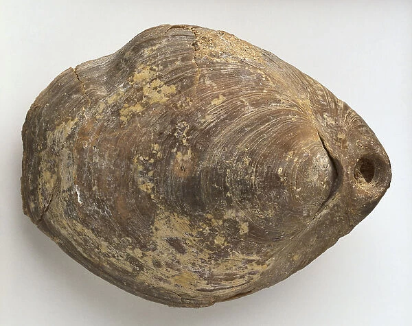 Terrabratula: The fossilised shell of Terebratula maxima Charlesworth