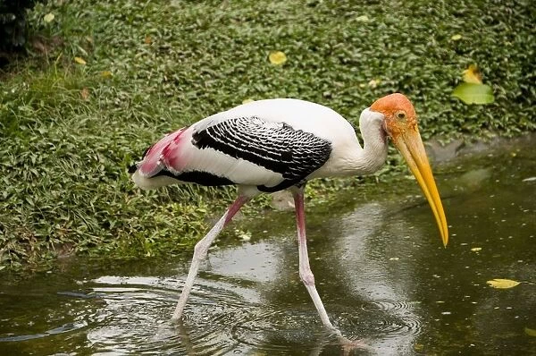 Thailand, Chonburi Province, Painted stork (Mycteria leucocephala) wading through water