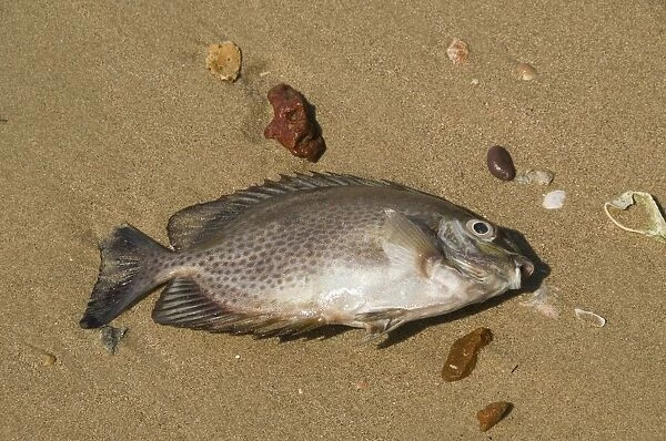 Thailand, fish washed up on a beach