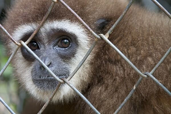 Thailand, Phuket, Thalang, Khao Phra Thaeo Wildlife Sanctuary, Gibbon Rehabilitation Centre, gibbon behind a fence, close-up