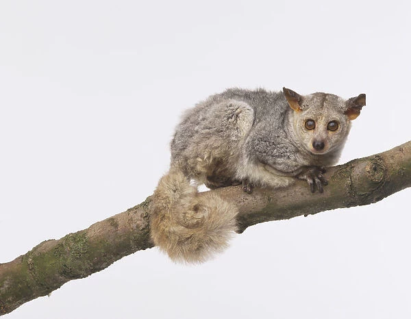 Thick-tailed Galago or Bushbaby (galago crassicaudatus) perched on tree branch