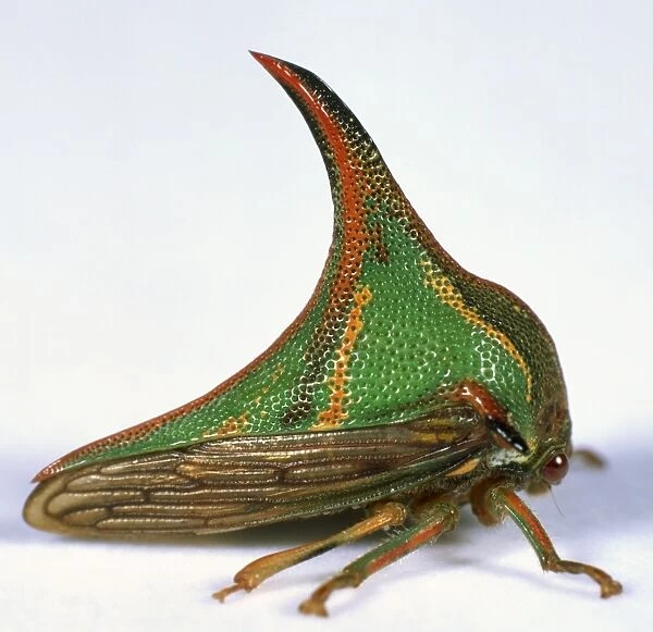 Thorn Bug, detail of pointed, curved, brightly coloured horn, side view