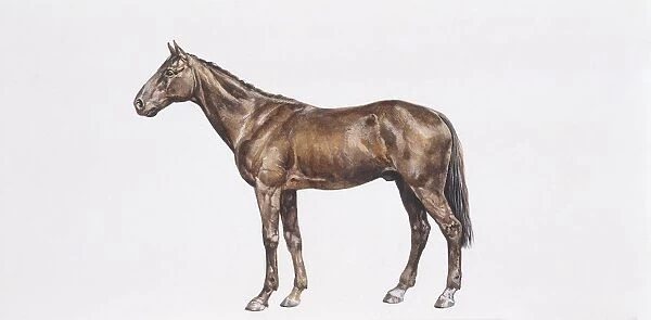 Thoroughbred horse (Equus caballus), illustration