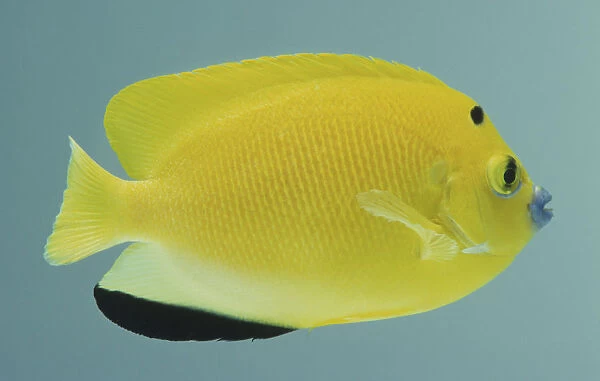 Three-spot Angelfish (Apolemichthys trimaculatus), close up, side view