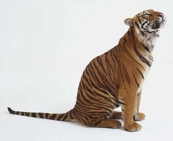 Tiger (Panther tigris) sitting, looking up, side view