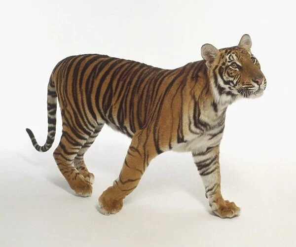 Tiger (Panther tigris) striding forward, side view