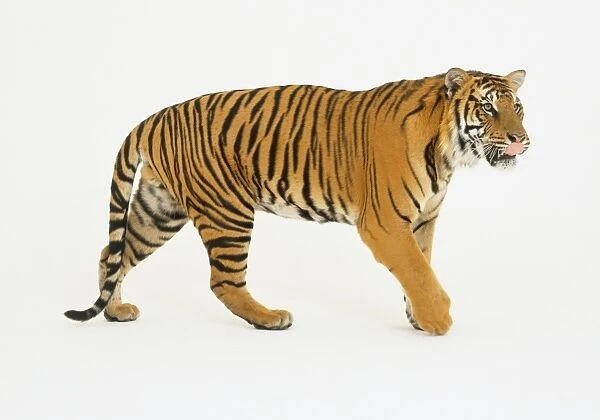 Tiger (Panthera tigris) advancing, licking its lips with tongue, side view