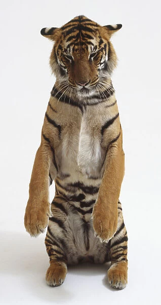 Tiger (Panthera tigris) standing up on hind legs, looking down, front view