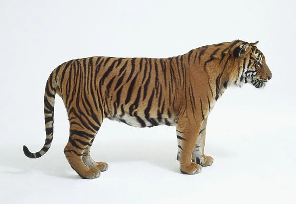 Tiger (Panthera tigris) standing, side view