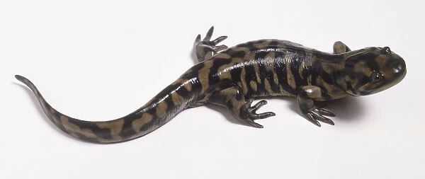 Tiger Salamander (Ambystoma tigrinum), view from above