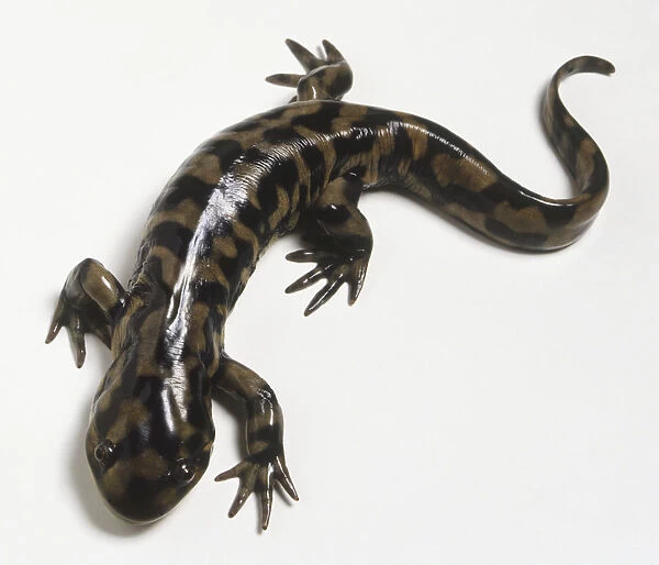 Tiger Salamander (Ambystoma tigrinum), view from above