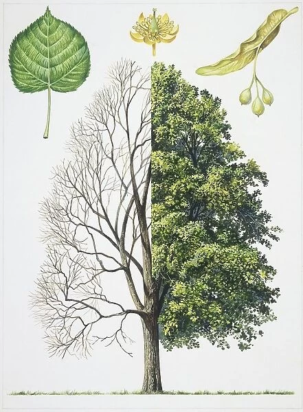 Tilia (Tilia sp. ), illustration