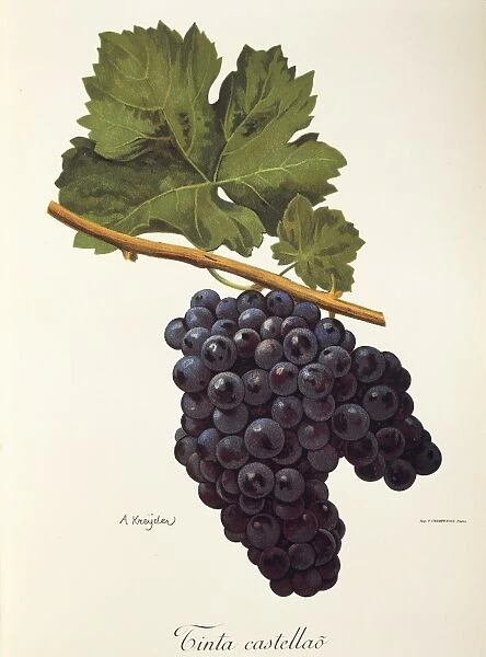 Tinta Castellao grape, illustration by A. Kreyder