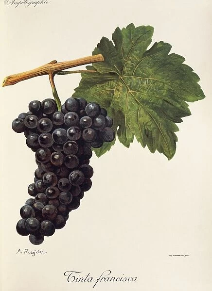 Tinta Francisca grape, illustration by A. Kreyder