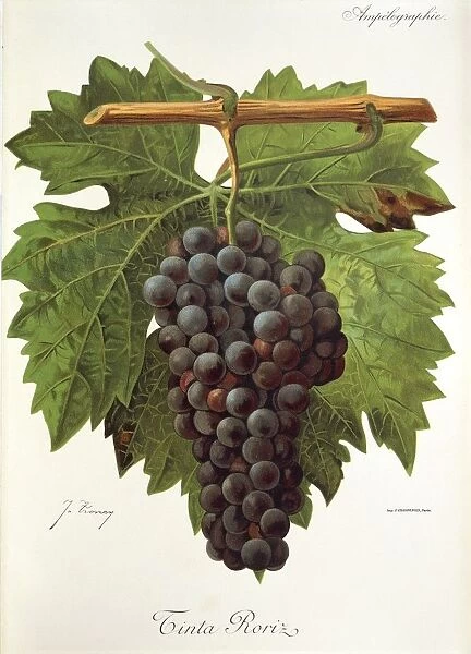 Tinta Roriz grape, illustration by J. Troncy