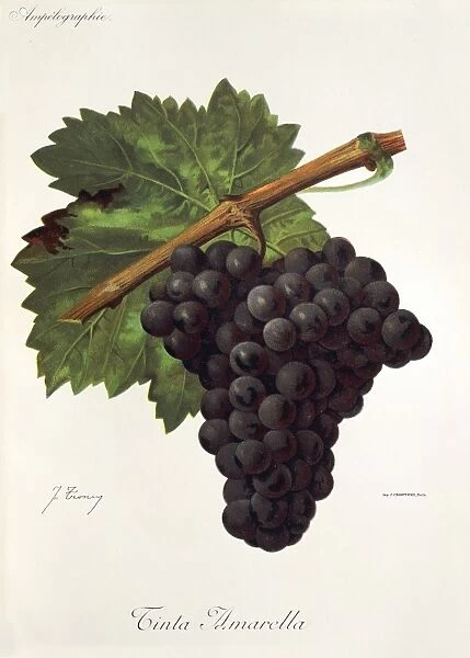 Tinto Amarella grape, illustration by J. Troncy