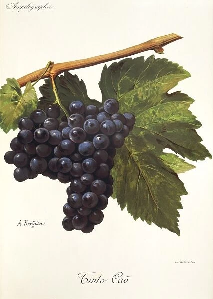 Tinto Cao grape, illustration by A. Kreyder