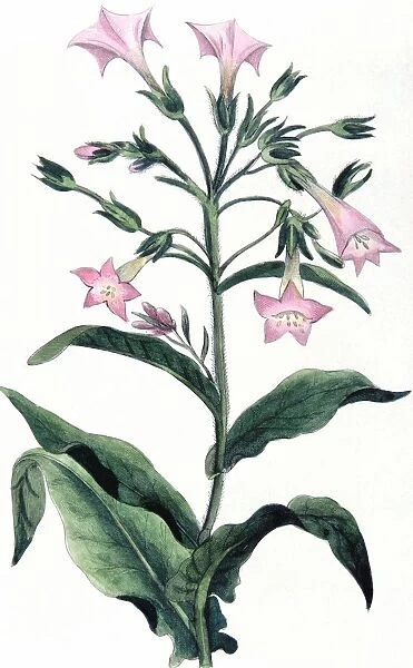 Tobacco: Nicotiana tabacum. Hand-coloured engraving 1823