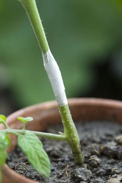 Tomato plant rootstock and shoot bound together by surgical tape