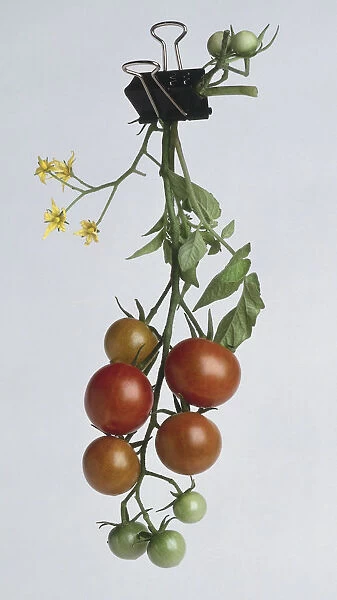 Tomatoes on a vine