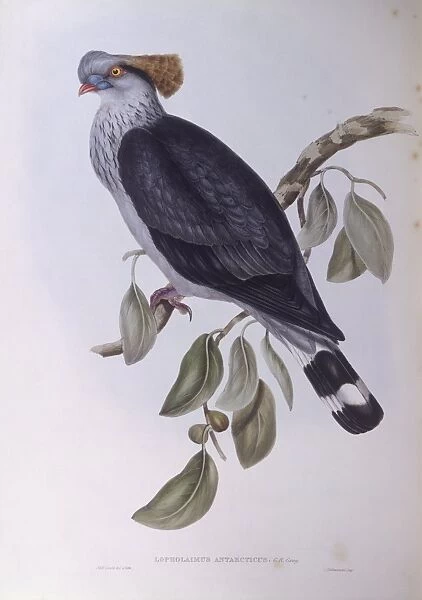 Topknot pigeon (Lopholaimus antarcticus), Engraving by John Gould