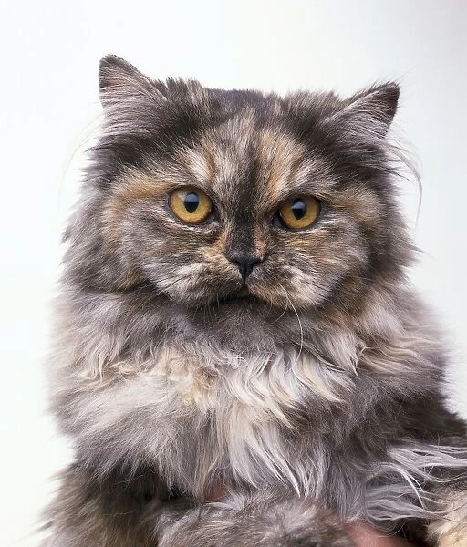 Tortie Cameo Longhair cat with orange eyes