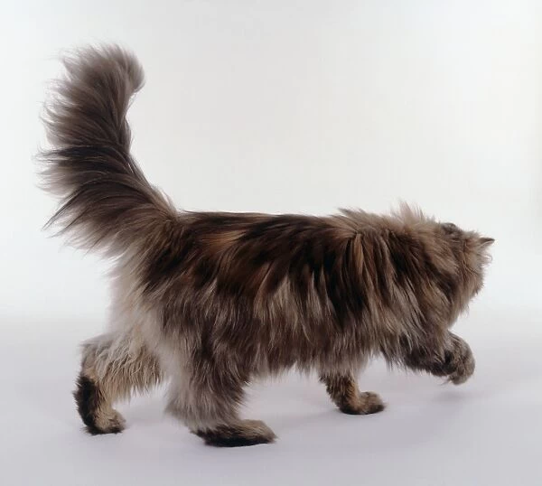 Tortie Tabby Persian longhaired cat walking, bushy tail in the air, rear-side view