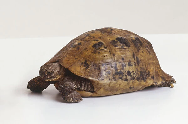 Tortoise (Testudinidae), side view
