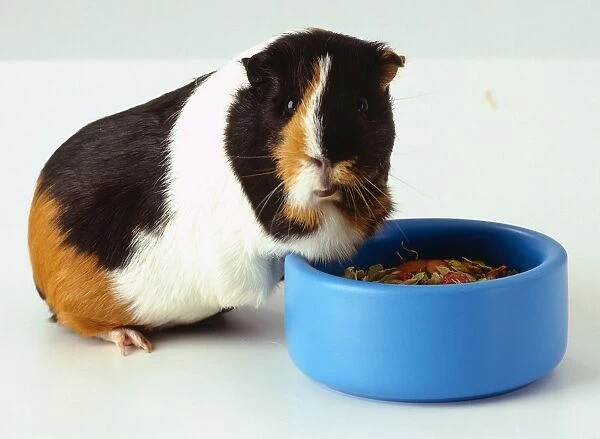 Tortoiseshell coloured guinea pig leaning Into a bowl full of food