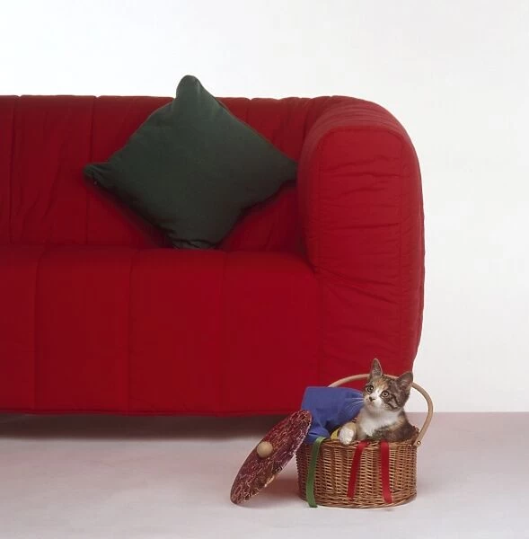 Tortoiseshell and white kitten sitting in wicker sewing basket next to red sofa