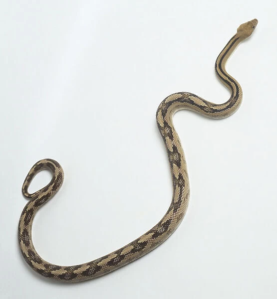Trans-pecos rat snake (Bogertophis subocularis), view from above