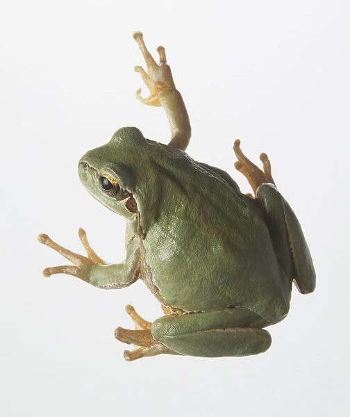 Tree frog, view from above