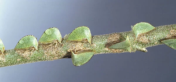 Treehopper bugs perched on plant stem, front view