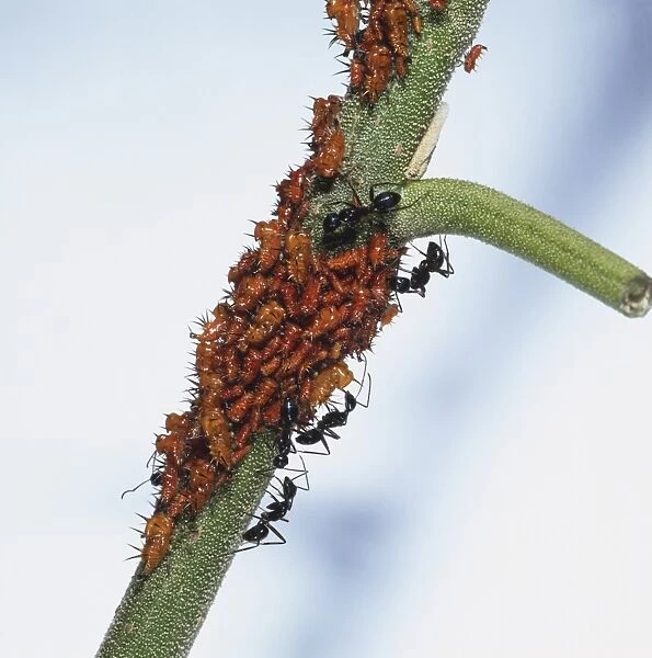 Treehoppers and Black Ants on plant stem