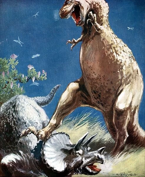 Tricerotops, a horned dinosaur, held down by Tyrannosaur. Artists reconstruction