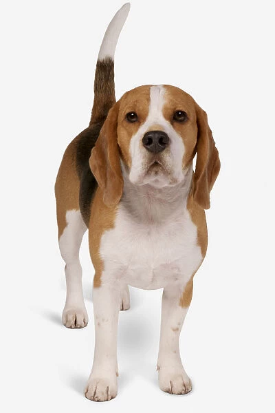 Tricoloured Beagle standing, looking at camera