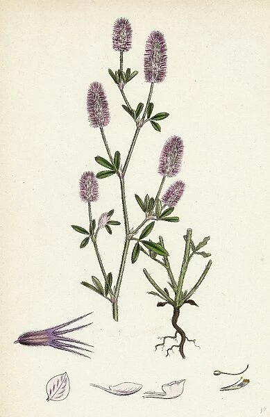 Trifolium arvense, Hare s-foot Trefoil