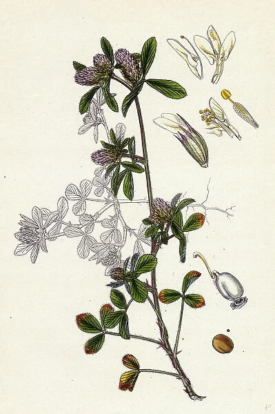 Trifolium Bocconi, Boccones Trefoil
