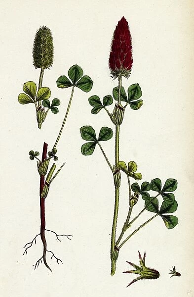 Trifolium eu-incarnatum, Crimson Clover
