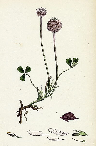 Trifolium fragiferum; Strawberry-headed Trefoil