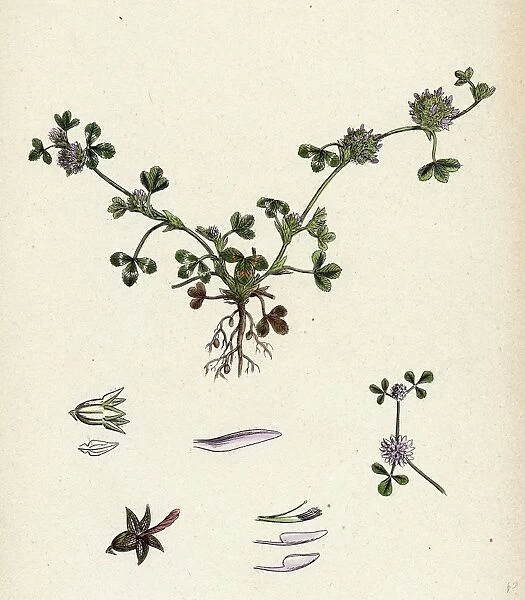 Trifolium glomeratum, Smooth Round-headed Trefoil