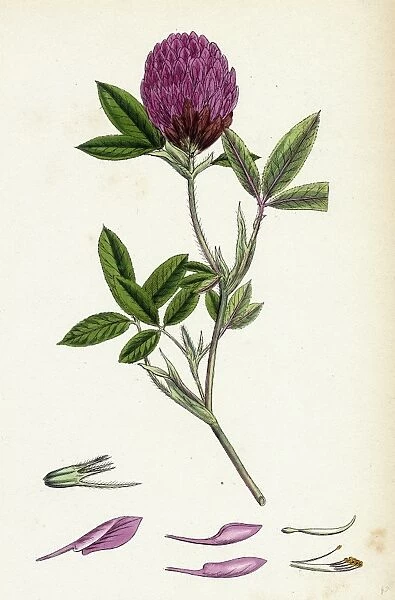 Trifolium medium, Zigzag Trefoil