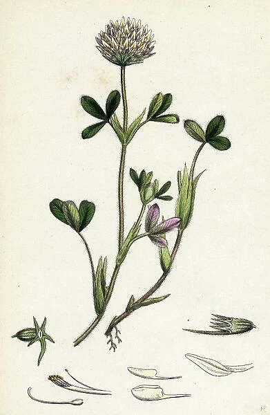 Trifolium ochroleucum, Sulphur-coloured Trefoil