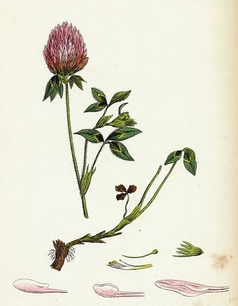 Trifolium pratense, Red Clover