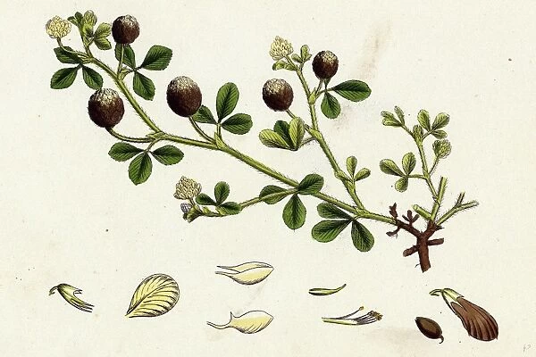 Trifolium procumbens, Hop Trefoil