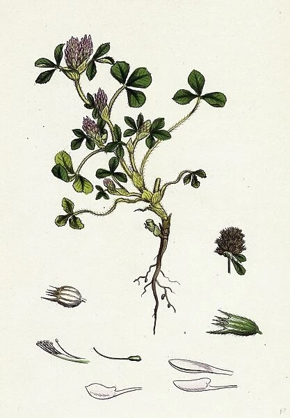 Trifolium striatum, Soft Knotted Trefoil