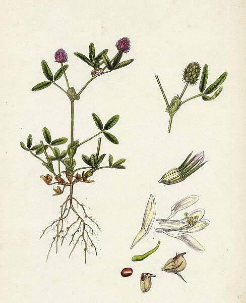 Trifolium strictum, Upright Round-headed Trefoil