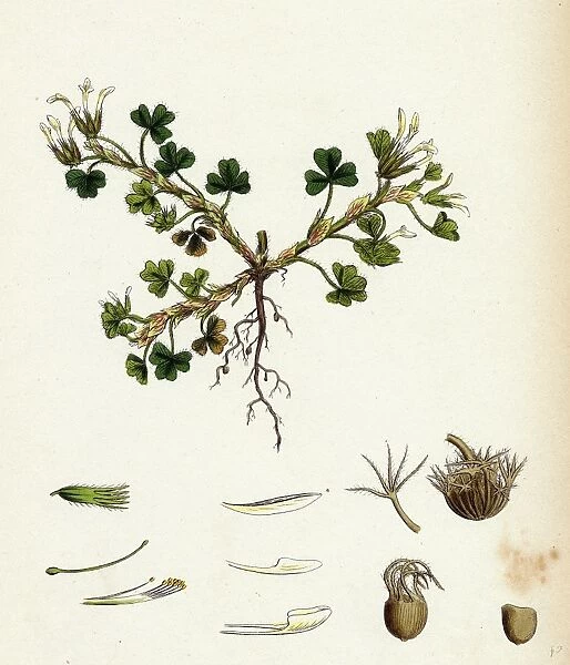 Trifolium subterraneum, Subterranean Trefoil
